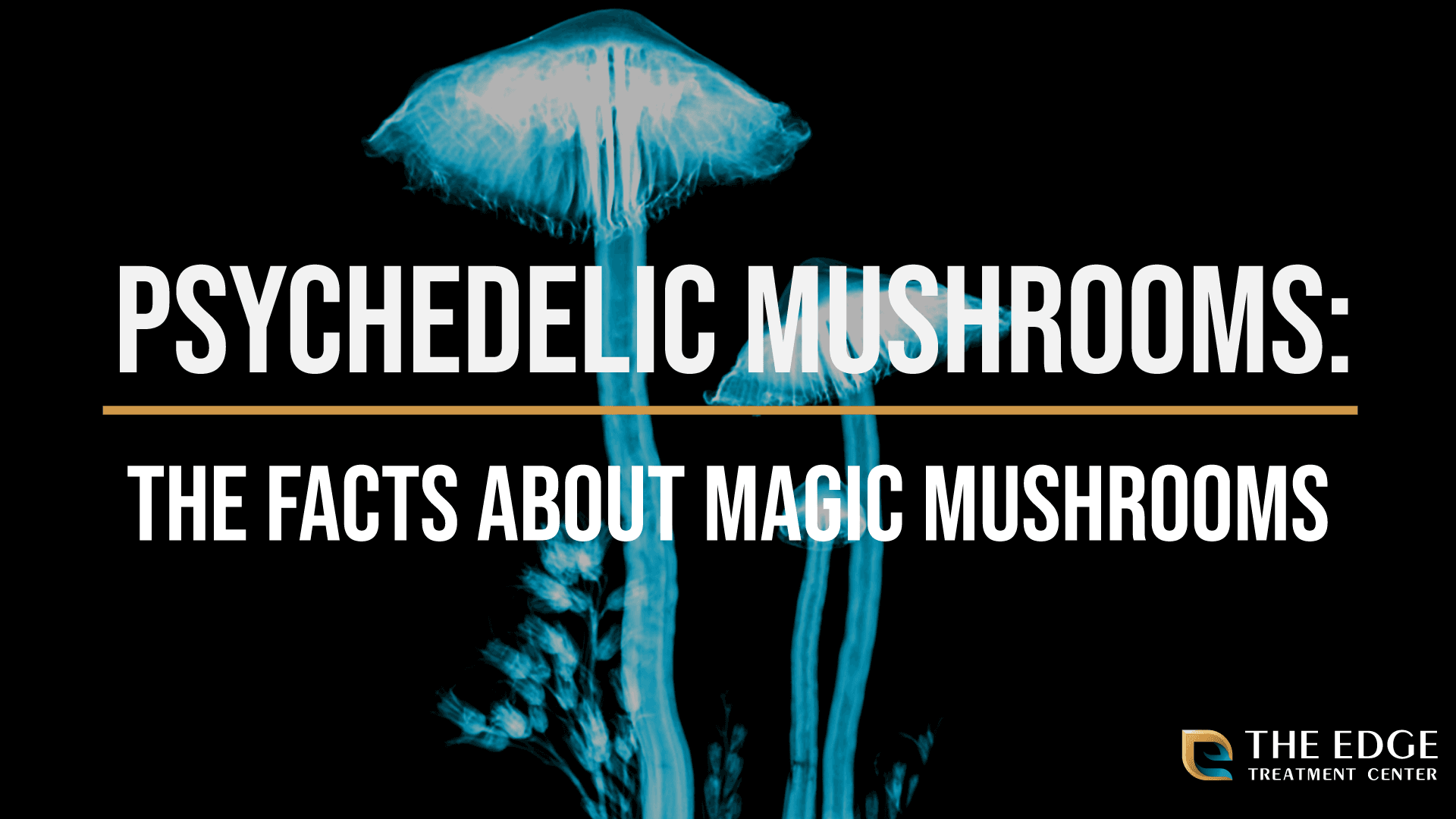 What Are Psychedelic Mushrooms?
