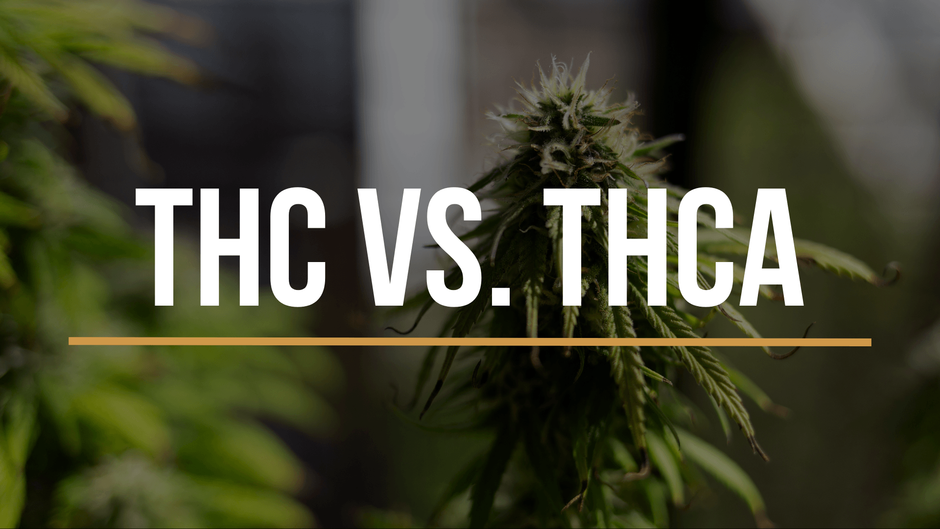 thc-vs-thca